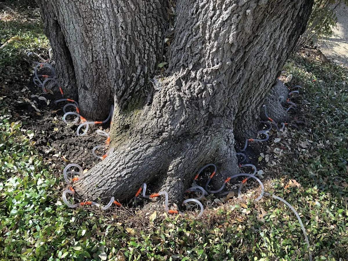 Detailed Tree Cabling and Bracing job site in Savonburg