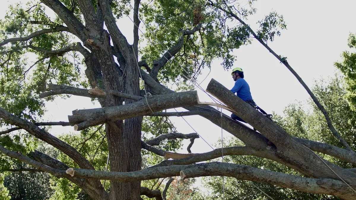 Professional Hazardous Tree Removal performed by certified arborists in Savonburg