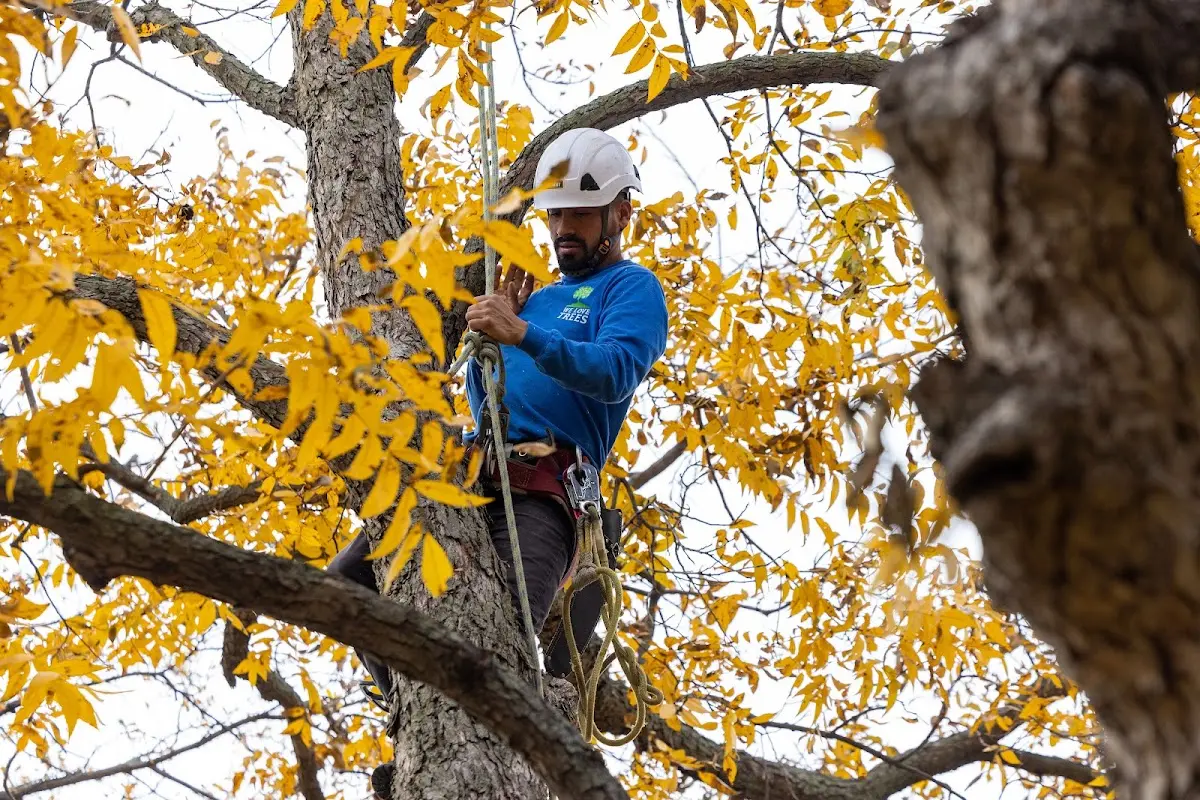 Skilled Tree Pruning crew working in Savonburg
